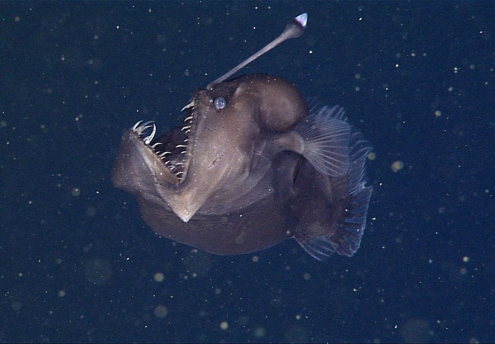 anglerfish