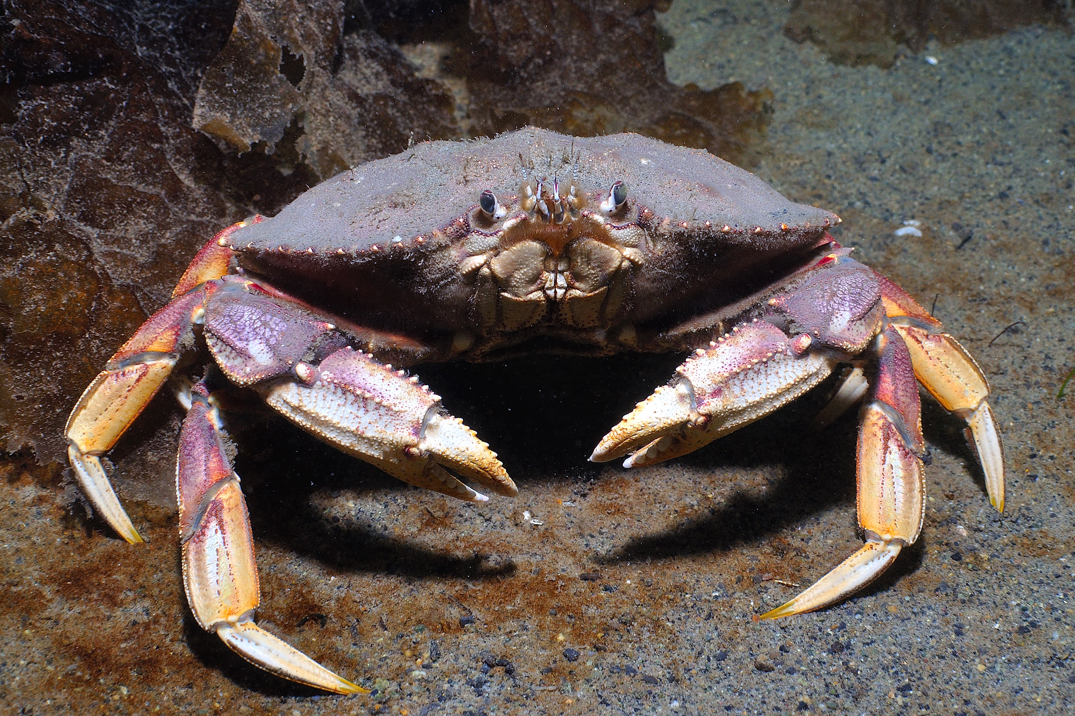 dungeness crab