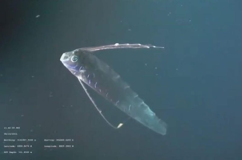 an oarfish