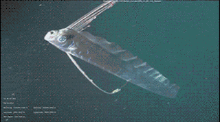 oarfish gif