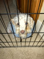 ruby sticking nose thru gate